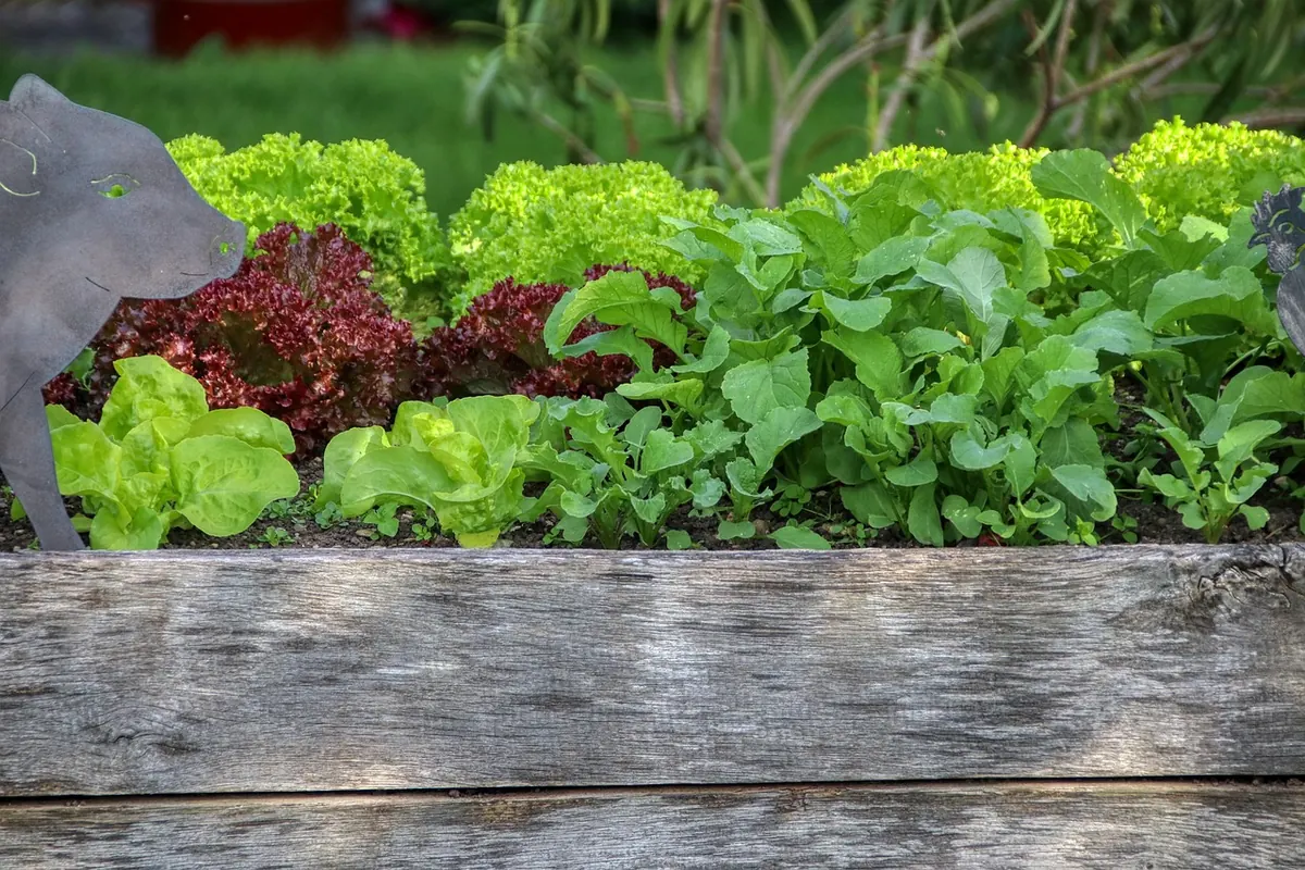 How to Build a Raised Bed Vegetable Patch in a Small UK Garden