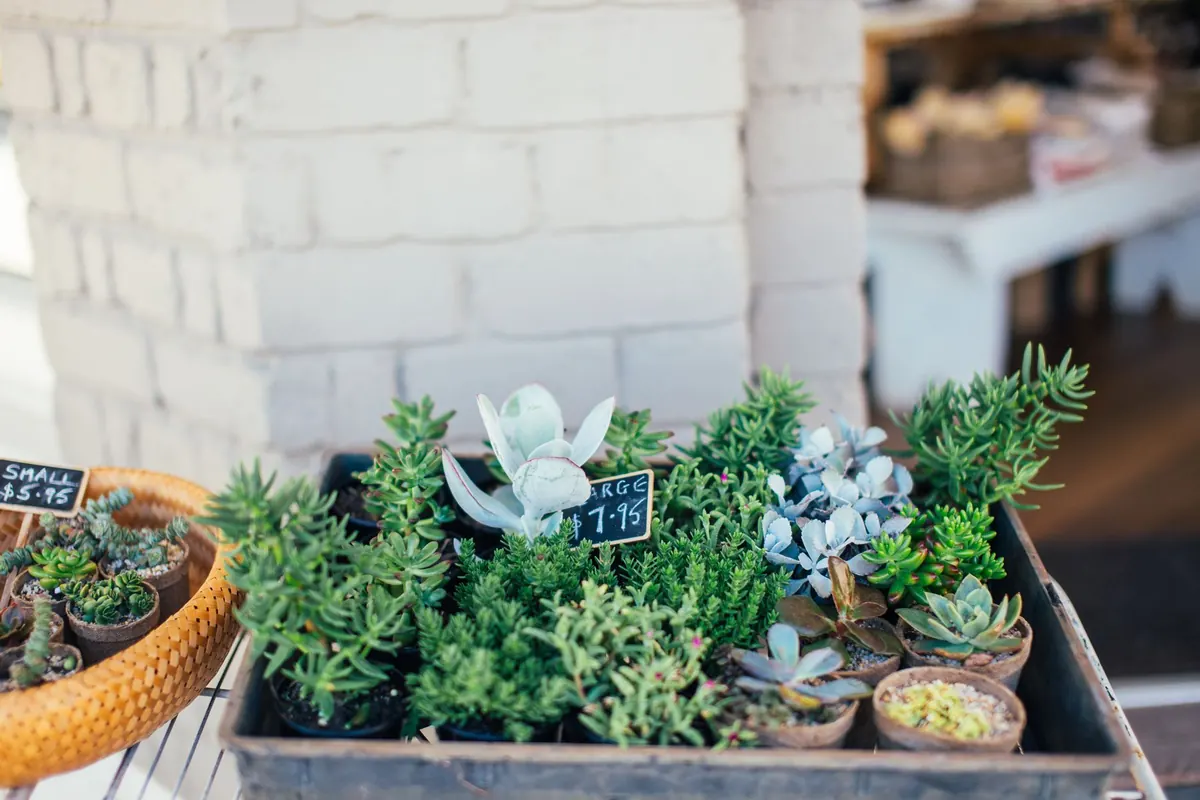 Small Garden Design: 8 Common Mistakes to Avoid