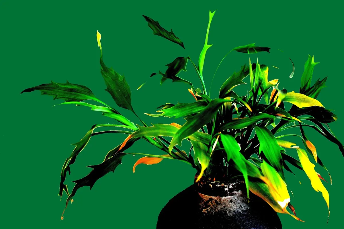 Why Are My Houseplant Leaves Turning Yellow? 7 Common Causes